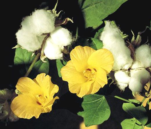Gossypium herbaceum Cotton Levant Seeds Gossypium Herbaceum
