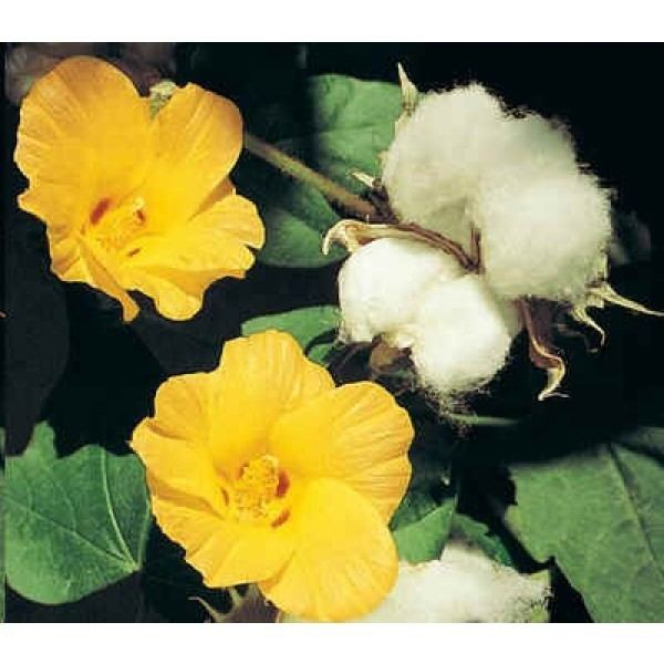 Gossypium herbaceum Gossypium Herbaceum Seeds Cotton Plant Seeds Levant Cotton