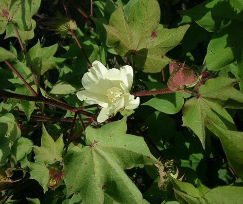 Gossypium hirsutum AgroAtlas Crops Gossypium hirsutum L Upland cotton