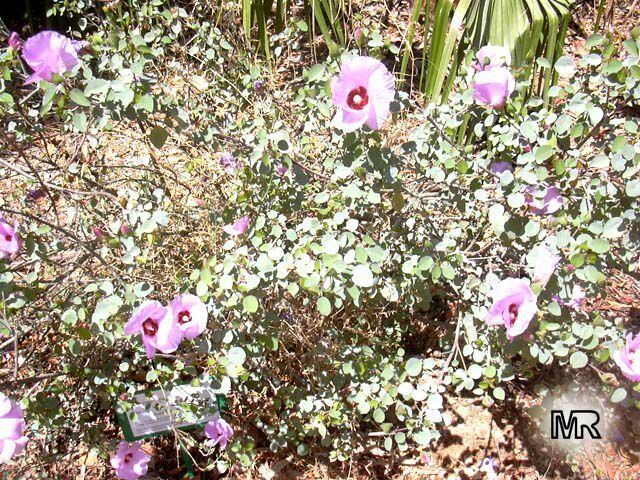 Gossypium sturtianum toptropicalscompicsgardenm1raznozwgossypium