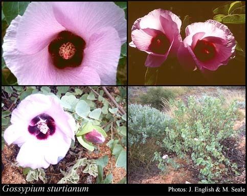 Gossypium sturtianum Gossypium sturtianum JHWillis FloraBase Flora of Western Australia