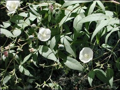 Gossypium thurberi Chihuahuan Desert Plants Wild Cotton