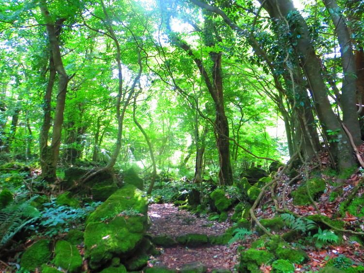 Gotjawal Forest Jeju EcoForest Ecoland amp Stonepark All about Jeju