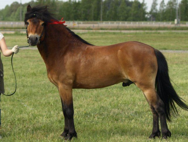 Gotland pony GotlandRuss Pony Breed Information History Videos Pictures