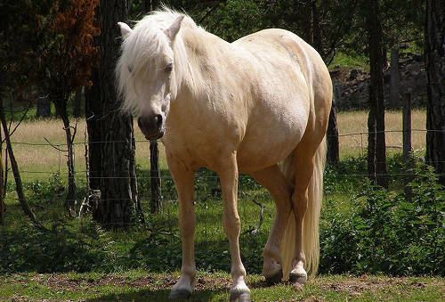 Gotland pony Gotland Pony