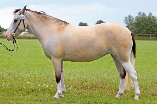 Gotland pony Gotland Pony mare ngdalas Spirello Gotland Pony Pinterest