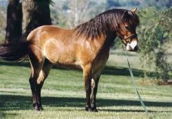 Gotland pony The Gotland Pony Horse Breed Pony Breed Horse Breeding