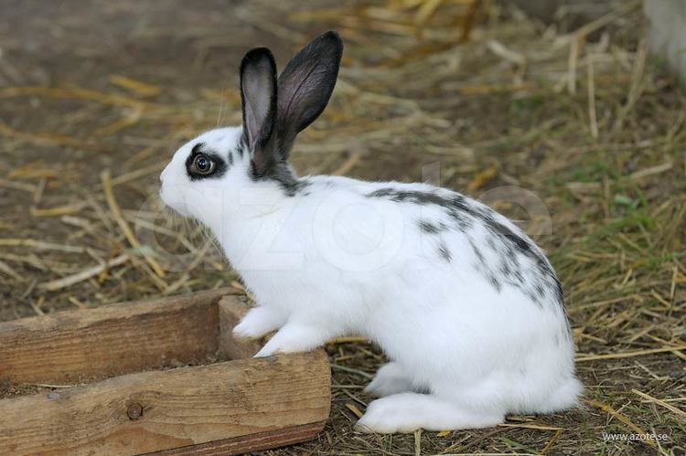 Gotland rabbit - Alchetron, The Free Social Encyclopedia