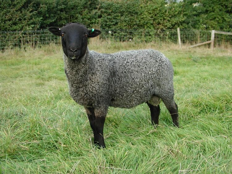 Gotland (sheep) Breeds of Livestock Gotland Sheep Breeds of Livestock