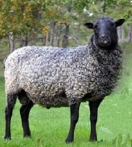 Gotland (sheep) gsbanaorgwpcontentuploads201512gotlandsheep
