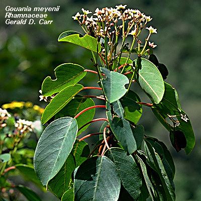 Gouania Hawaiian Native Plants UH Botany