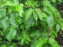Gouania vitifolia httpsuploadwikimediaorgwikipediacommonsthu