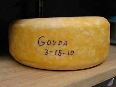 Gouda cheese wwwcheesemakingcomimagesrecipes18GoudapicsG