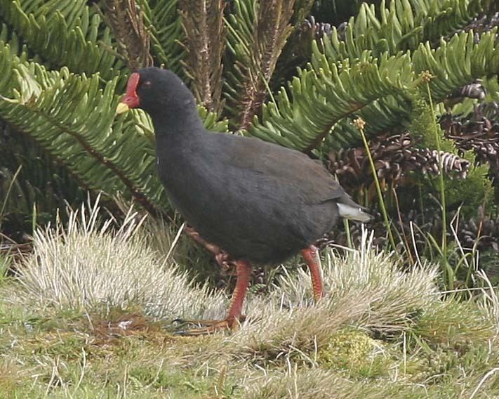 Gough moorhen Gough moorhen Wikipedia