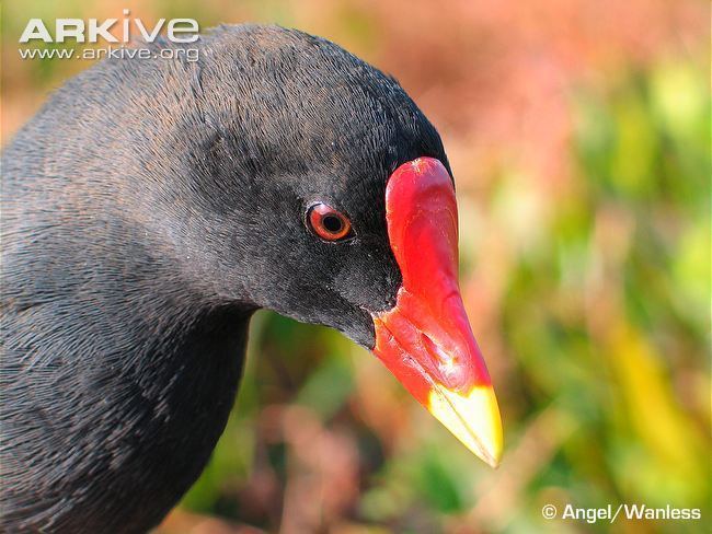 Gough moorhen Gough moorhen videos photos and facts Gallinula comeri ARKive