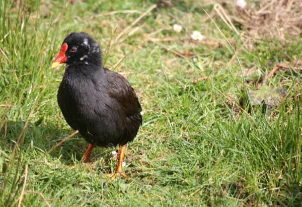 Gough moorhen Isle of Man Guide Gough Moorhen in the Life on Islands at the