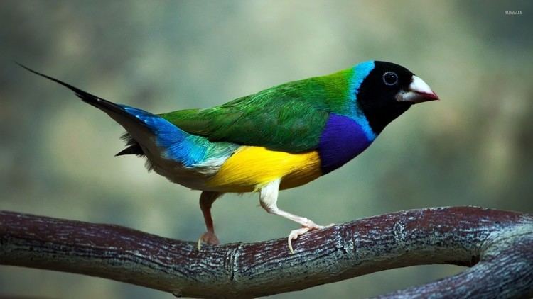Gouldian finch Gouldian Finch Society Everything you need and want to know about