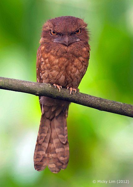 Gould's frogmouth orientalbirdimagesorgimagesdatamic8499ajpg