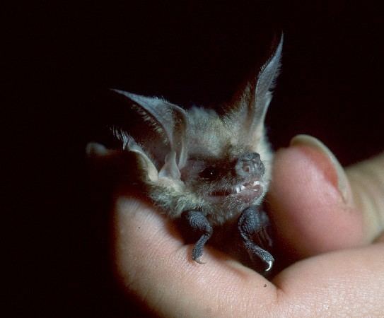 Gould's long-eared bat httpswetlandinfoehpqldgovauwetlandsspecie