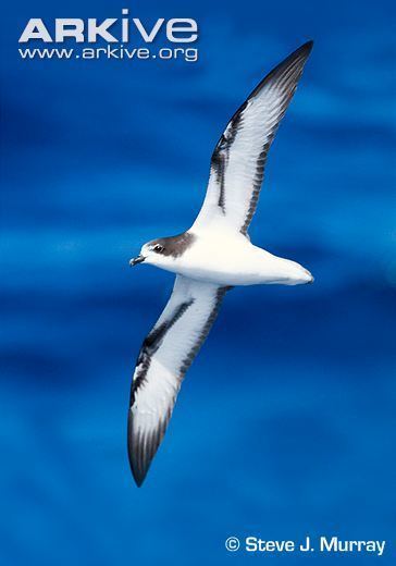 Gould's petrel Gould39s petrel videos photos and facts Pterodroma leucoptera ARKive