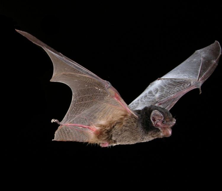 Gould's wattled bat Gould39s Wattled Bat Hamelin Animals iNaturalistorg