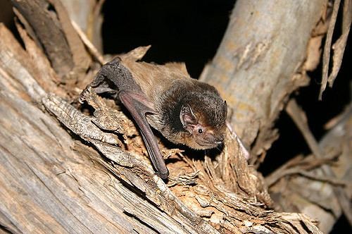 Gould's wattled bat Chalinobus gouldii Gould39s Wattled Bat Richard Wilson Flickr