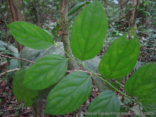 Goupia glabra Goupia glabra Aubl Goupiaceae Neotropical plant images from Kew