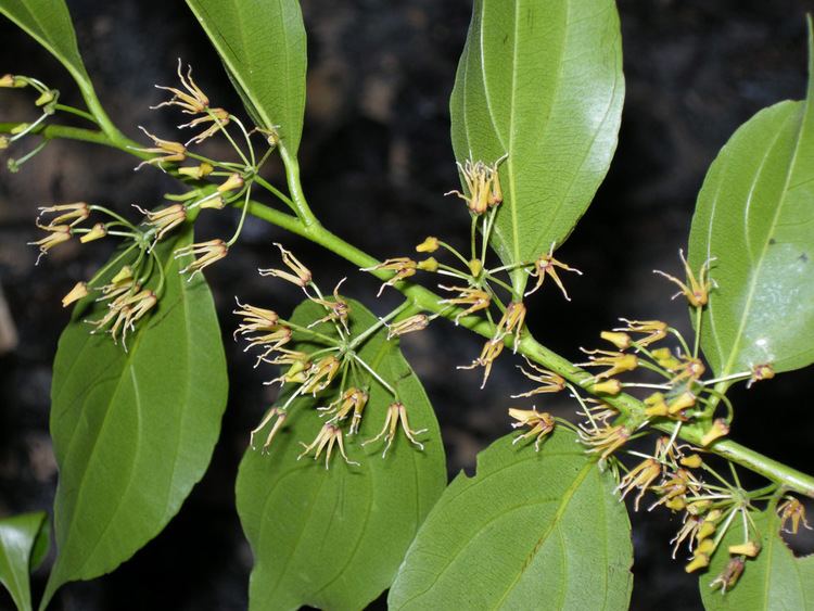 Goupia glabra Goupia glabra Goupiaceae image 38149 at PlantSystematicsorg