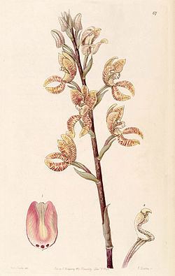 Govenia fasciata httpsuploadwikimediaorgwikipediacommonsthu