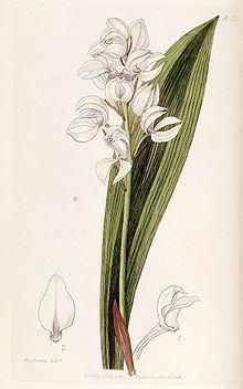 Govenia liliacea httpsuploadwikimediaorgwikipediacommonsthu