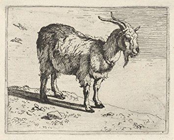 Govert van der Leeuw Amazoncom Classic Art Poster Goat Govert van der Leeuw 1655