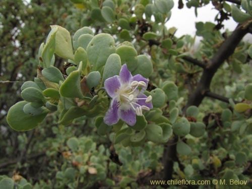 Grabowskia Description and images of Grabowskia glauca a native Chilean