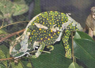Graceful chameleon Graceful Chameleon Chamaeleo gracilis Chameleon Facts and Images