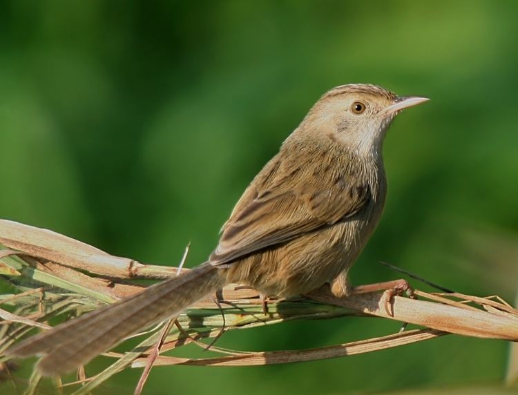 Graceful prinia Graceful Prinia Prinia gracilis Cisticolidae Birds of India