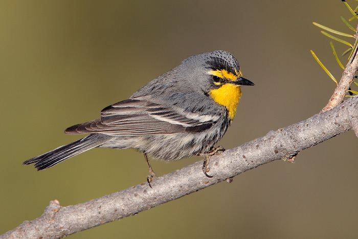 Grace's warbler Warbler