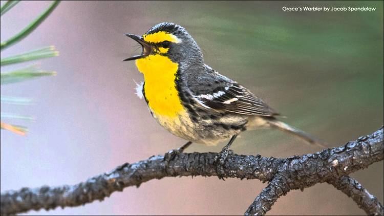 Grace's warbler Grace39s Warbler Song YouTube