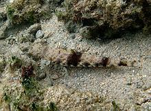 Gracile lizardfish httpsuploadwikimediaorgwikipediacommonsthu