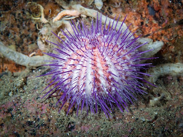 Gracilechinus acutus Sea Urchin Gracilechinus acutus