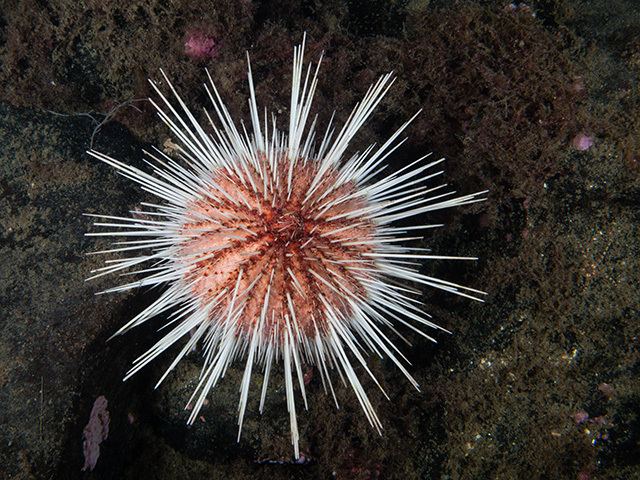 Gracilechinus acutus Sea Urchin Gracilechinus acutus