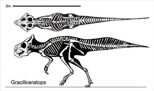 Graciliceratops GRACILICERATOPS