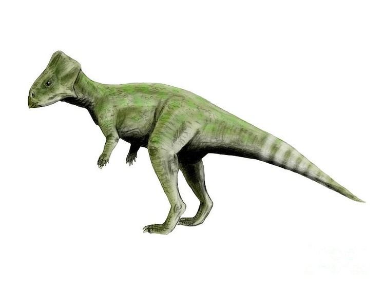 Graciliceratops imagesdinosaurpicturesorggraciliceratopsdinosa