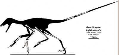 Graciliraptor Graciliraptor Encyklopedia Dinozaurycom