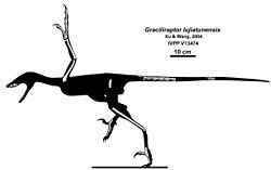 Graciliraptor Graciliraptor Wikipedia