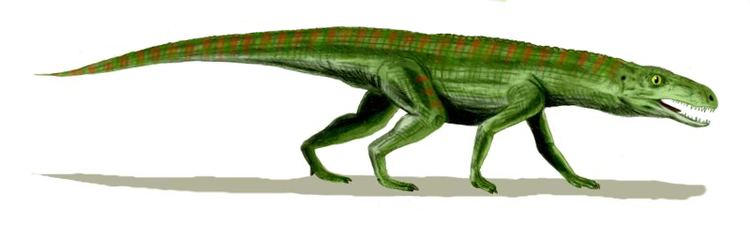 Gracilisuchus FileGracilisuchus BWjpg Wikimedia Commons