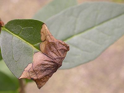 Gracillaria syringella Gracilaria syringella