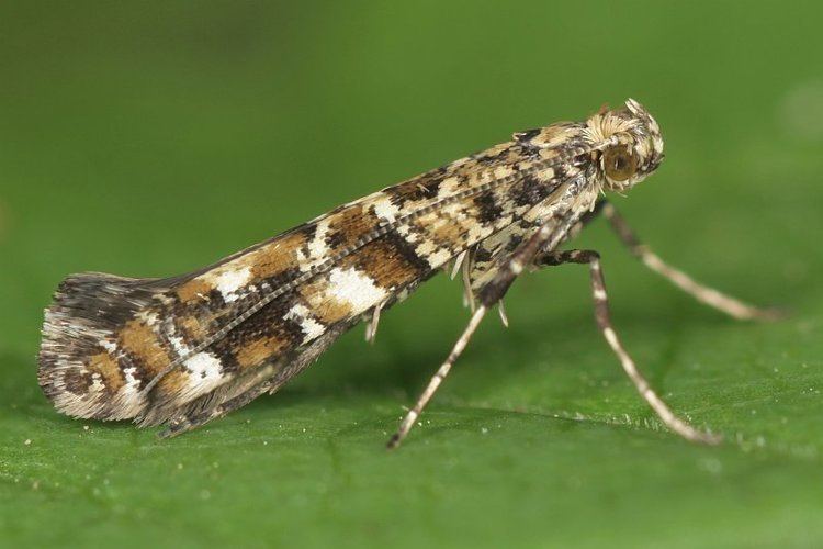 Gracillaria syringella wwwlepiforumdelepidopterenforumlepiwikipicsp