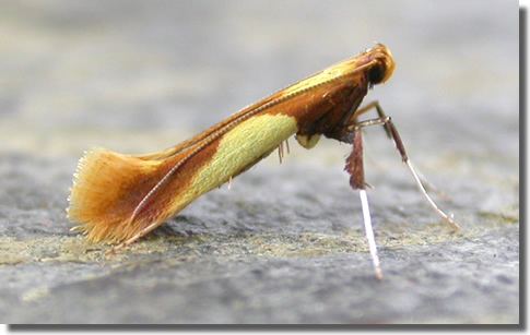 Gracillariidae Hants Moths Gracillariidae Gracillariinae