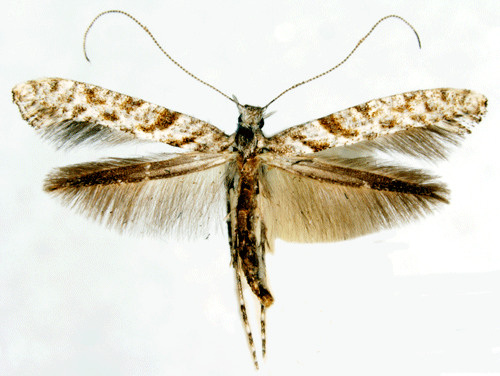 Gracillariidae Caloptilia cuculipennella Insecta Lepidoptera Gracillariidae