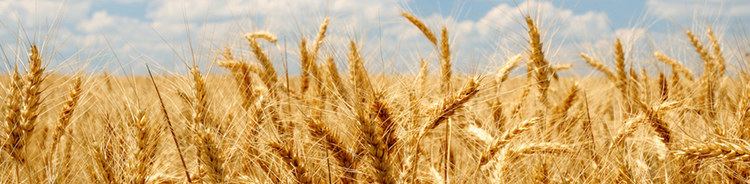 Grain Grain prices Louis Dreyfus Company