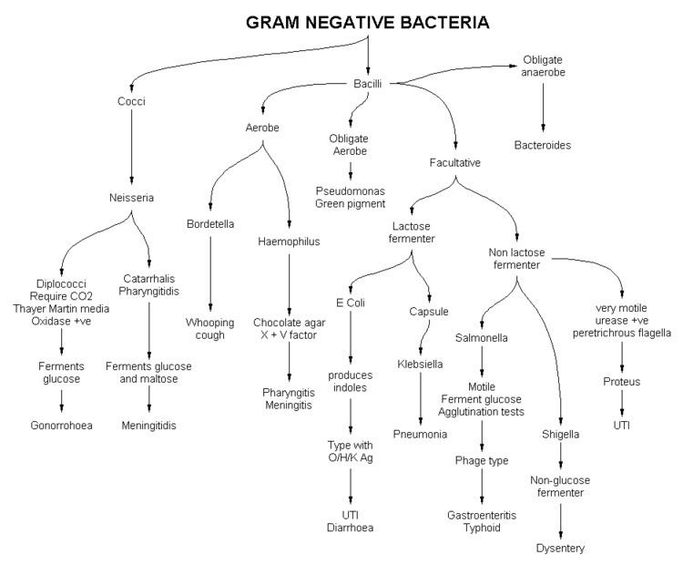 Gram-negative bacteria 1000 ideas about Gram Negative Bacteria on Pinterest Microbiology